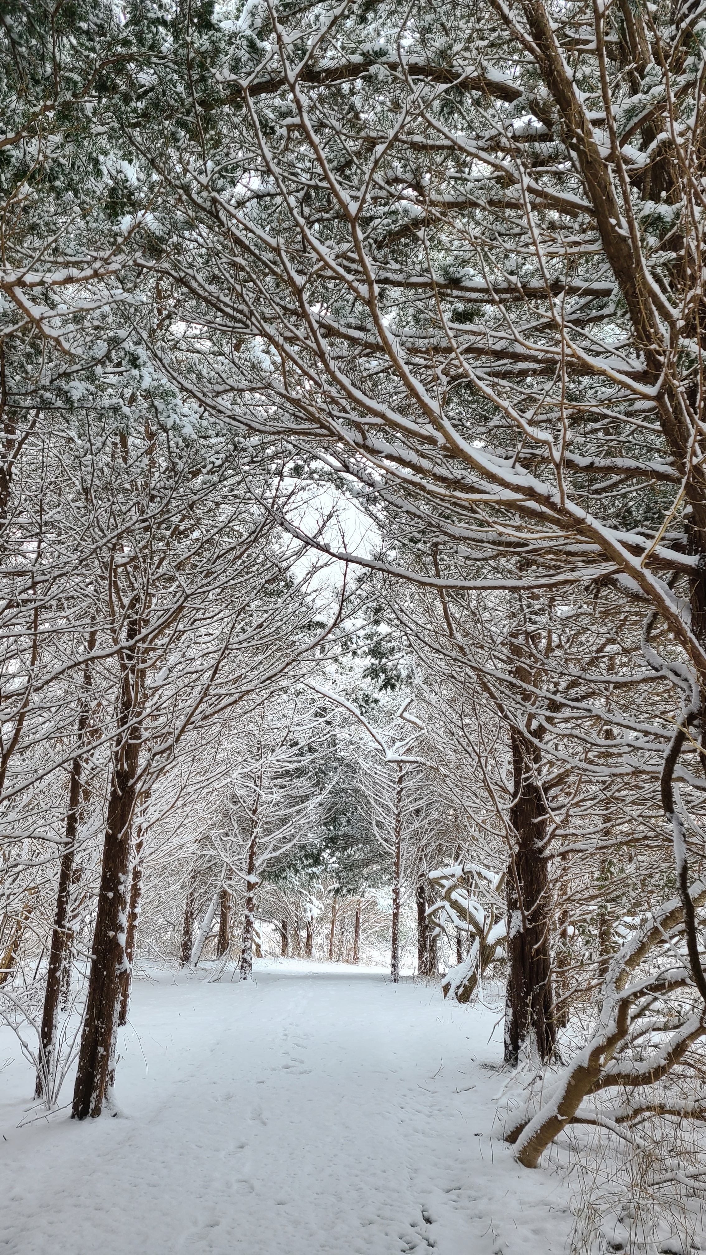 snow covered trail at the Wolf Preserve