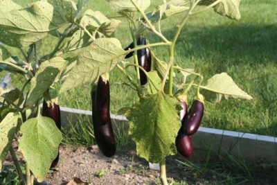 Backyard garden with eggplants