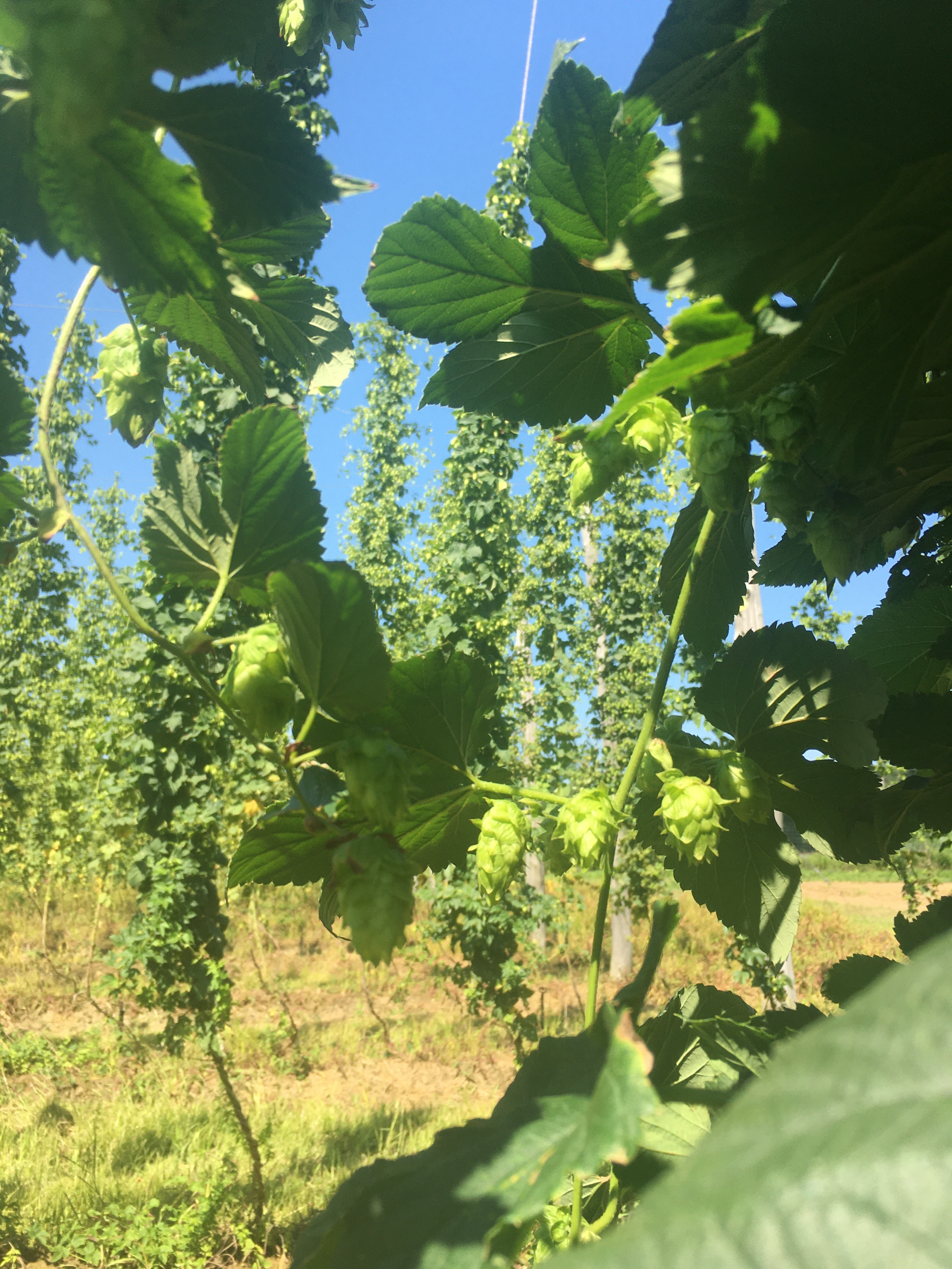 hops on the vine at Condzella farm