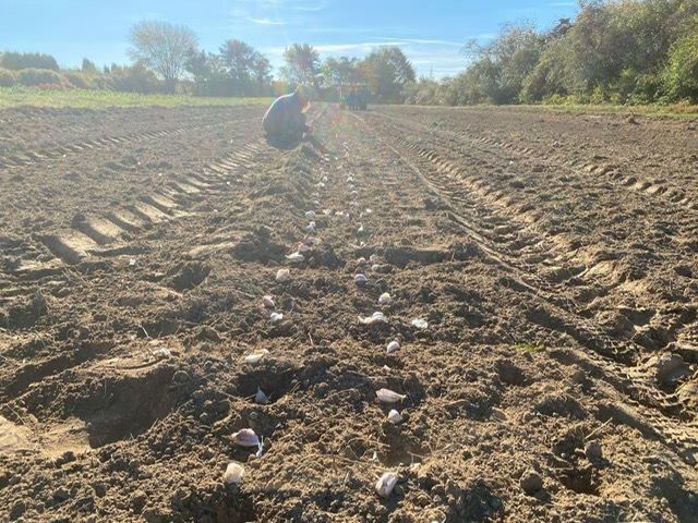 QHF Field with bulbs