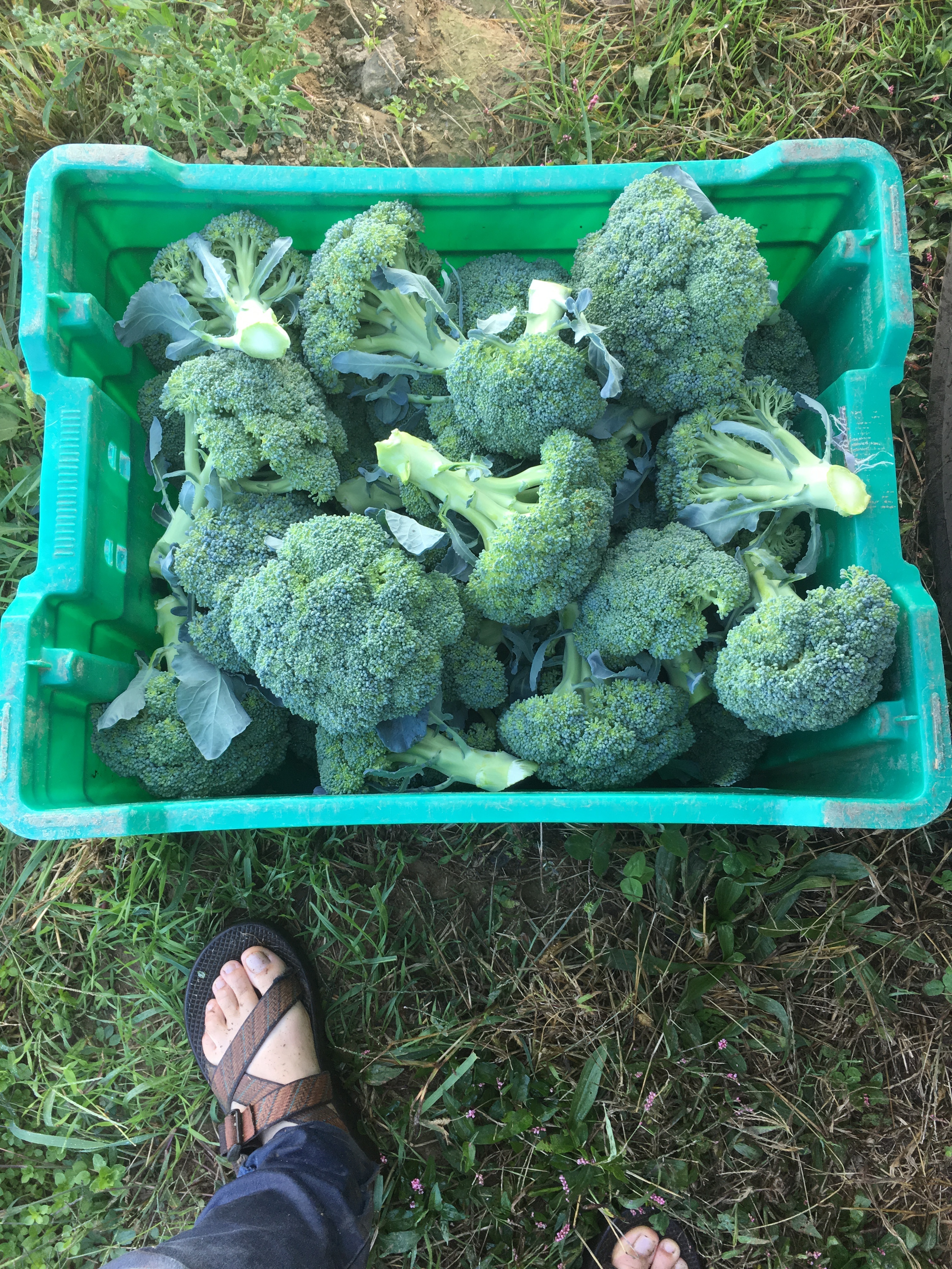 Broccoli