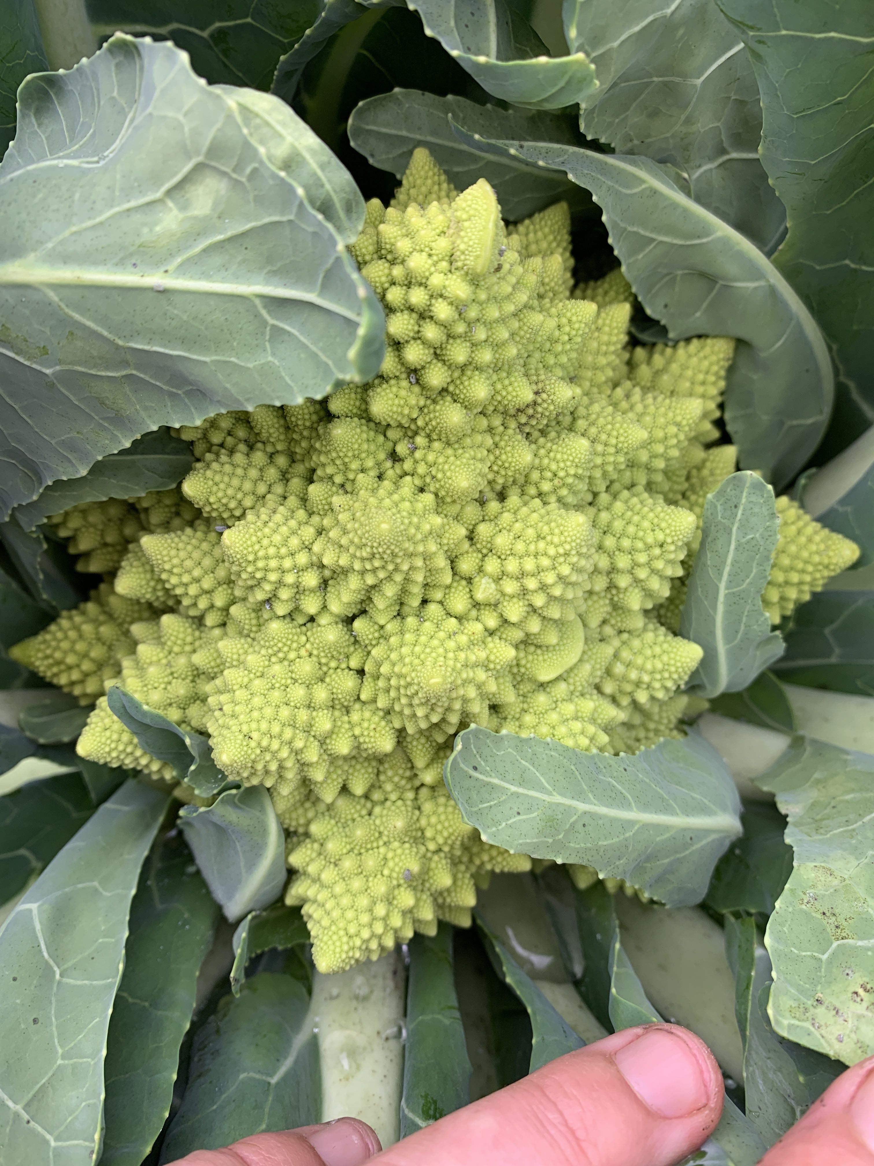 Green Cauliflower