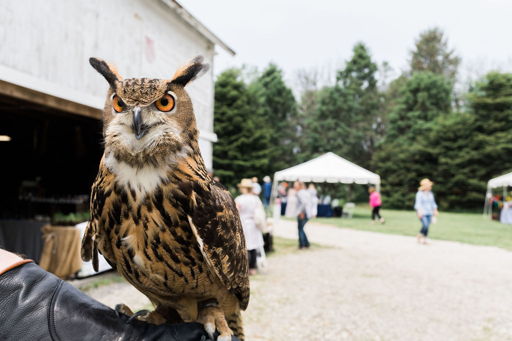 Owl at Peconinic 2019