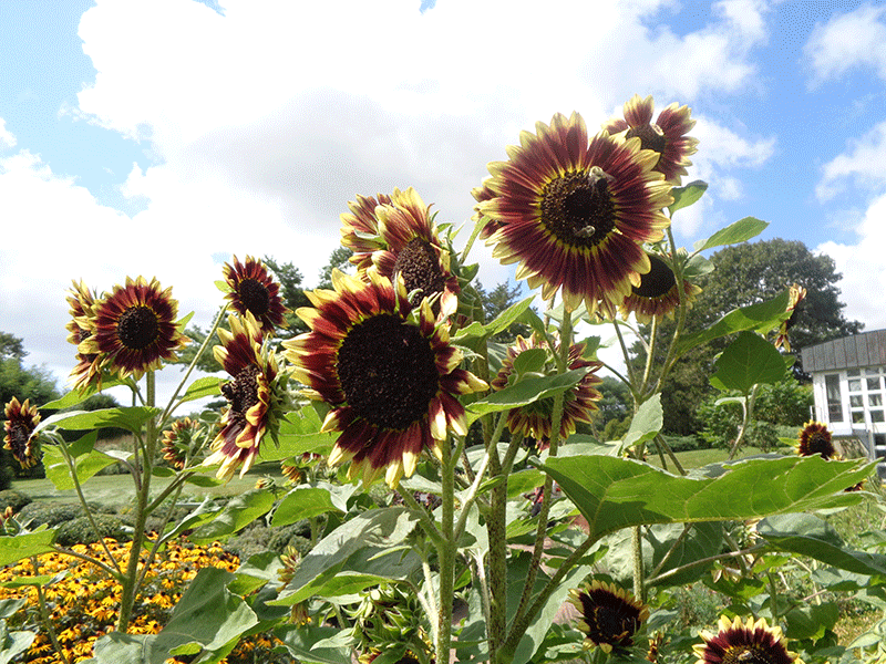 BG Sunflowers