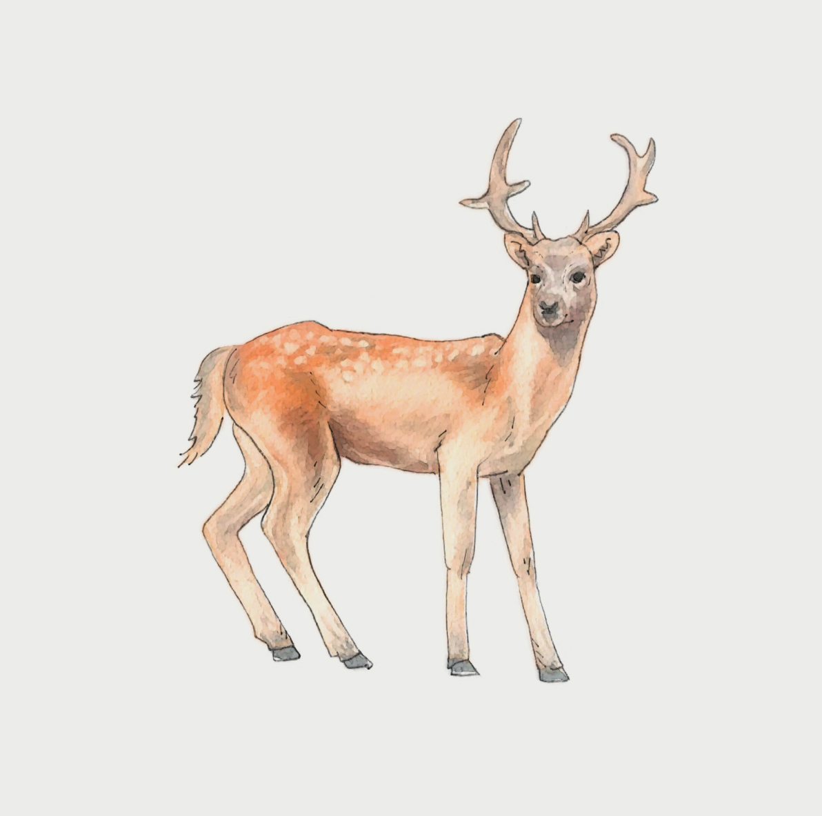 Deer 2.0