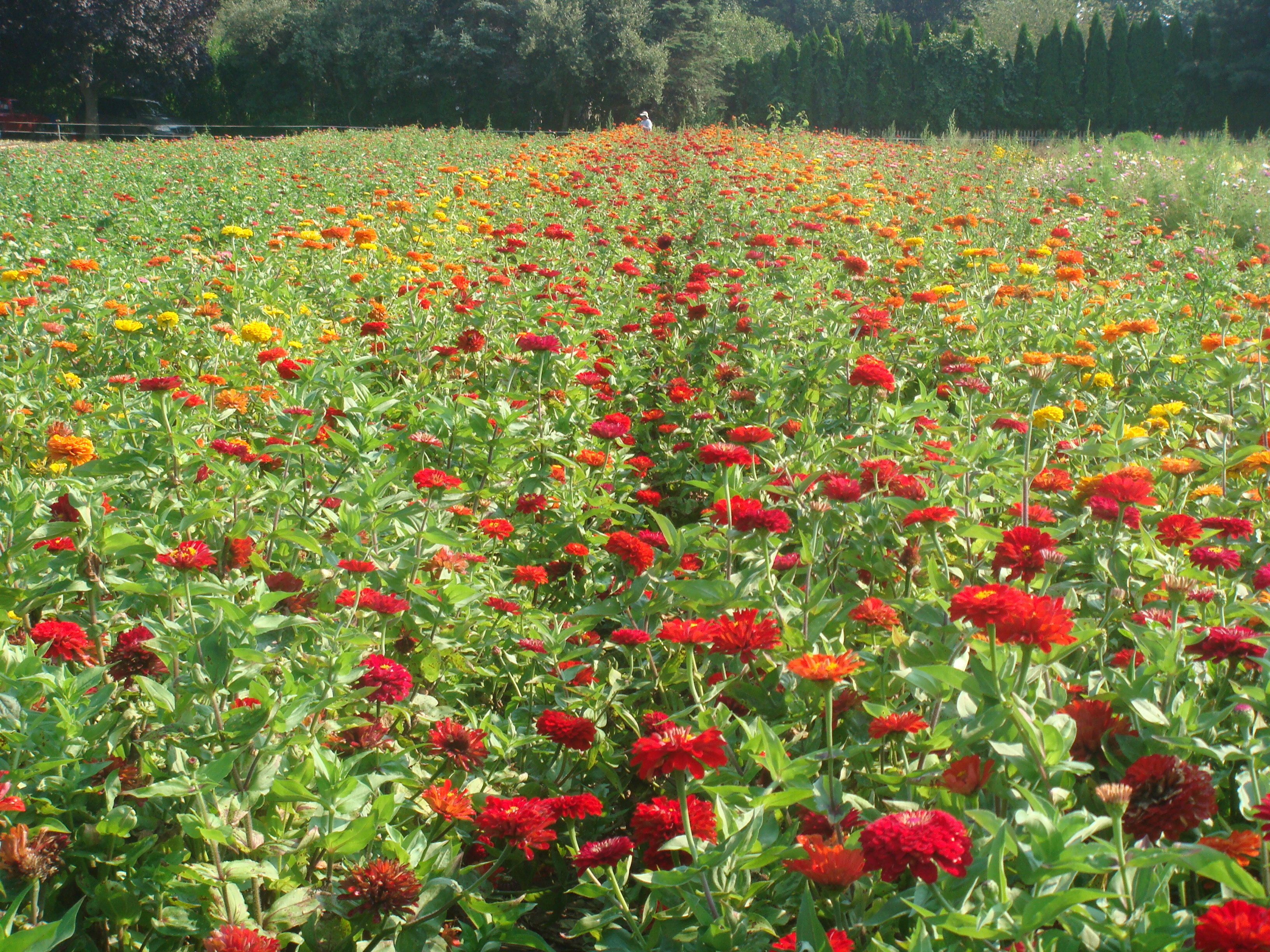 Flower Fields at Pike Farms