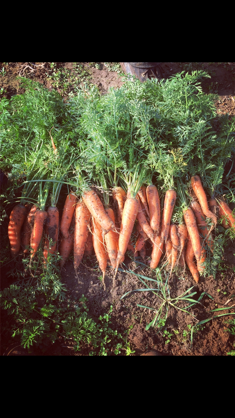 Carrots