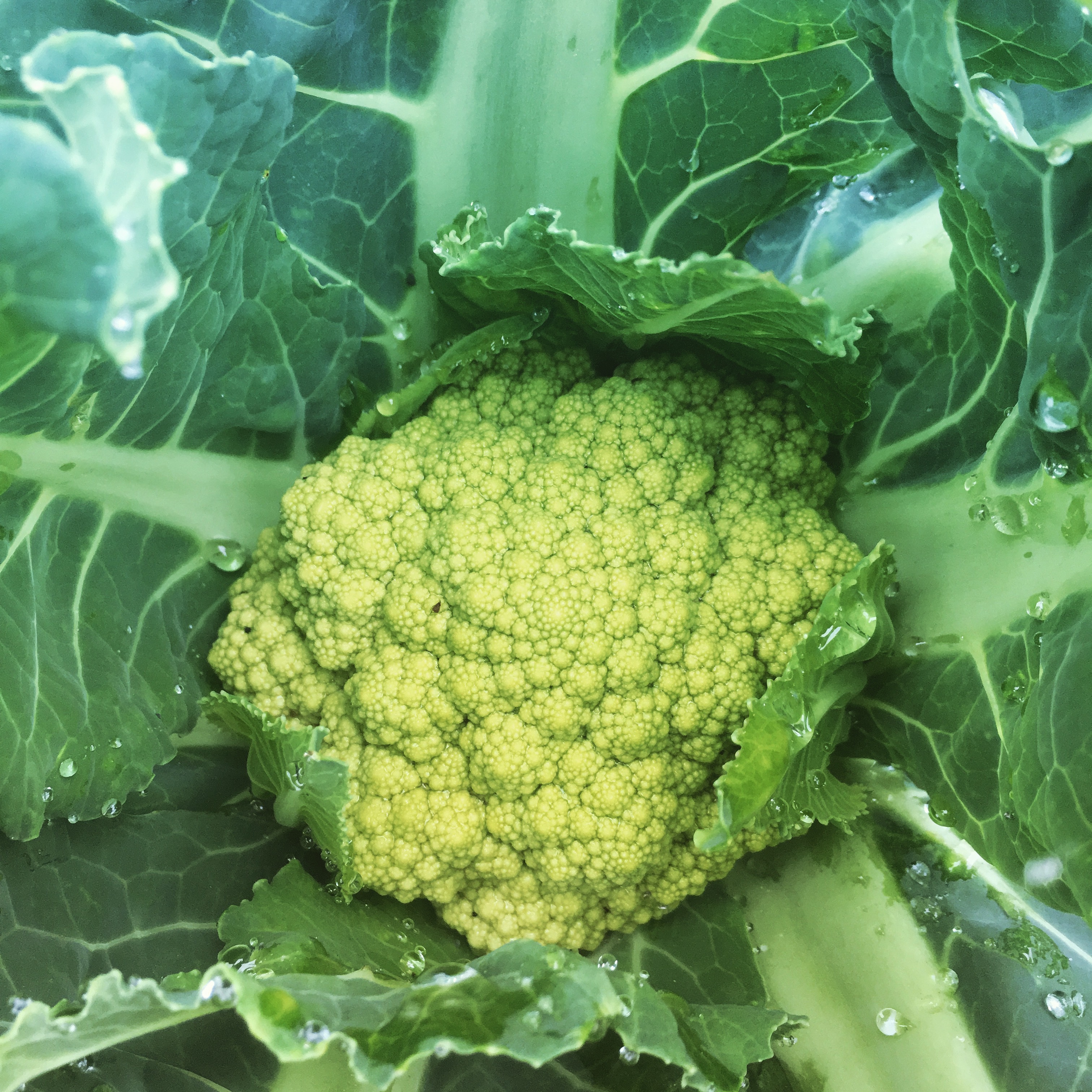 Green Cauliflower