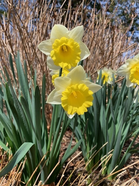 Daffodils at Bridge Gardens