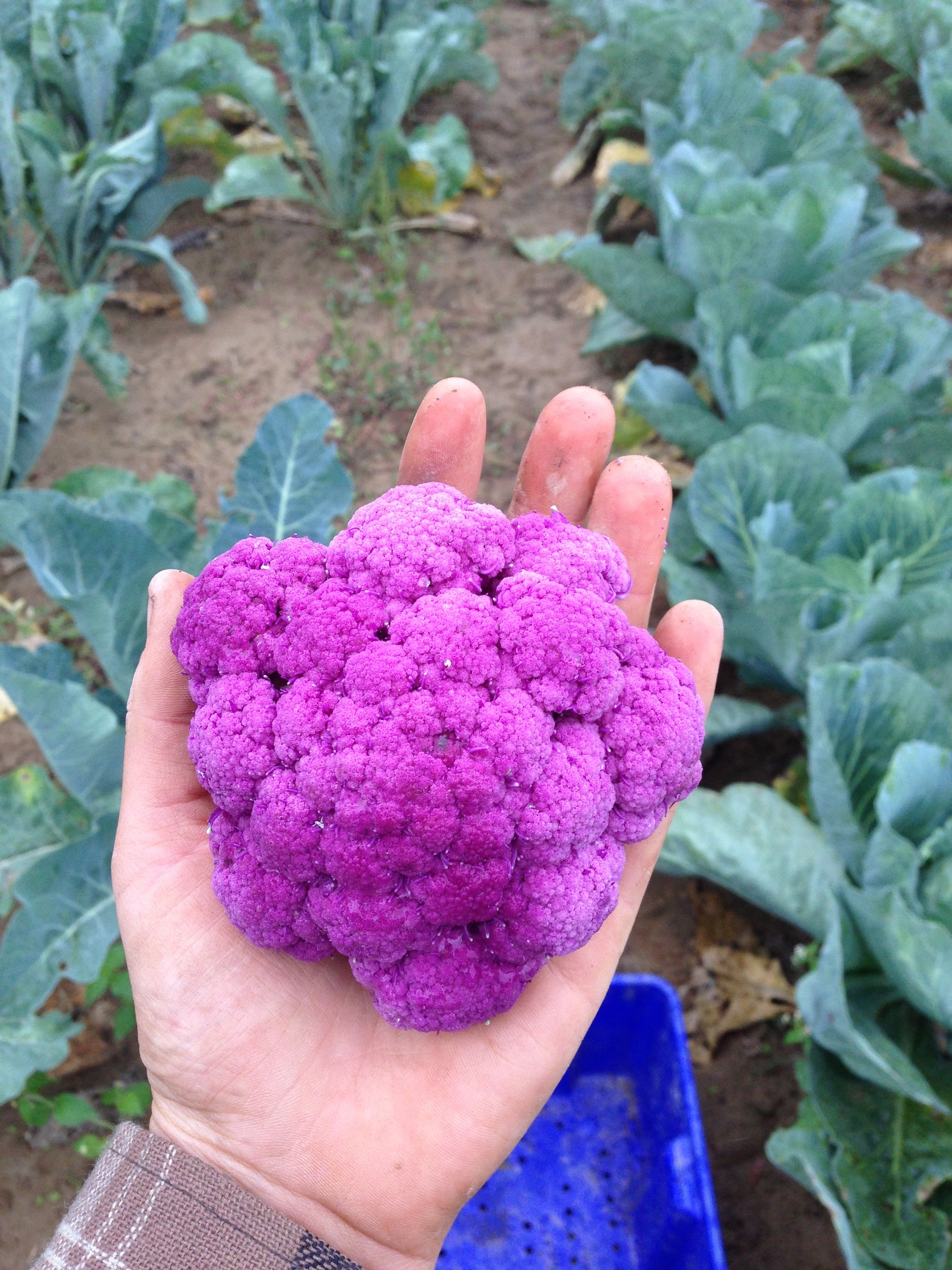 Purple Cauliflower