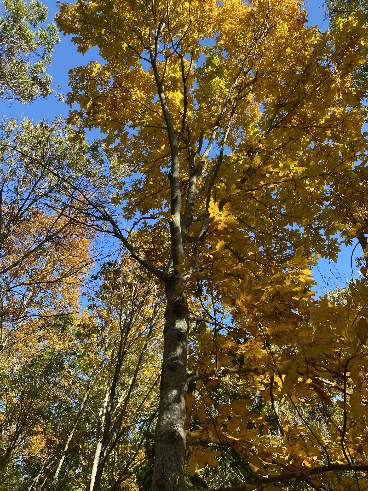autumn colored trees at the Wolf Preserve