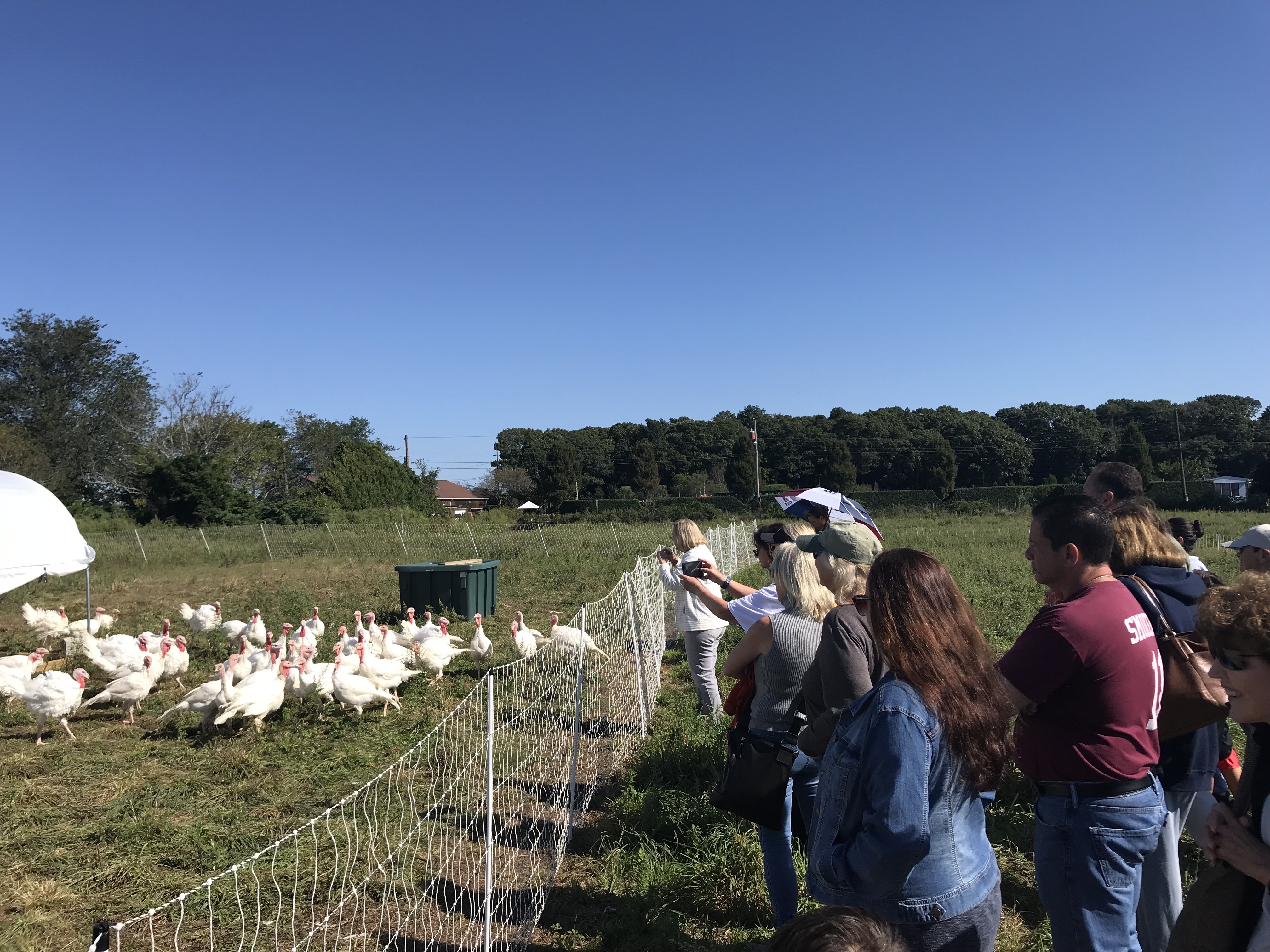 Turkeys at 8 Hands Farm
