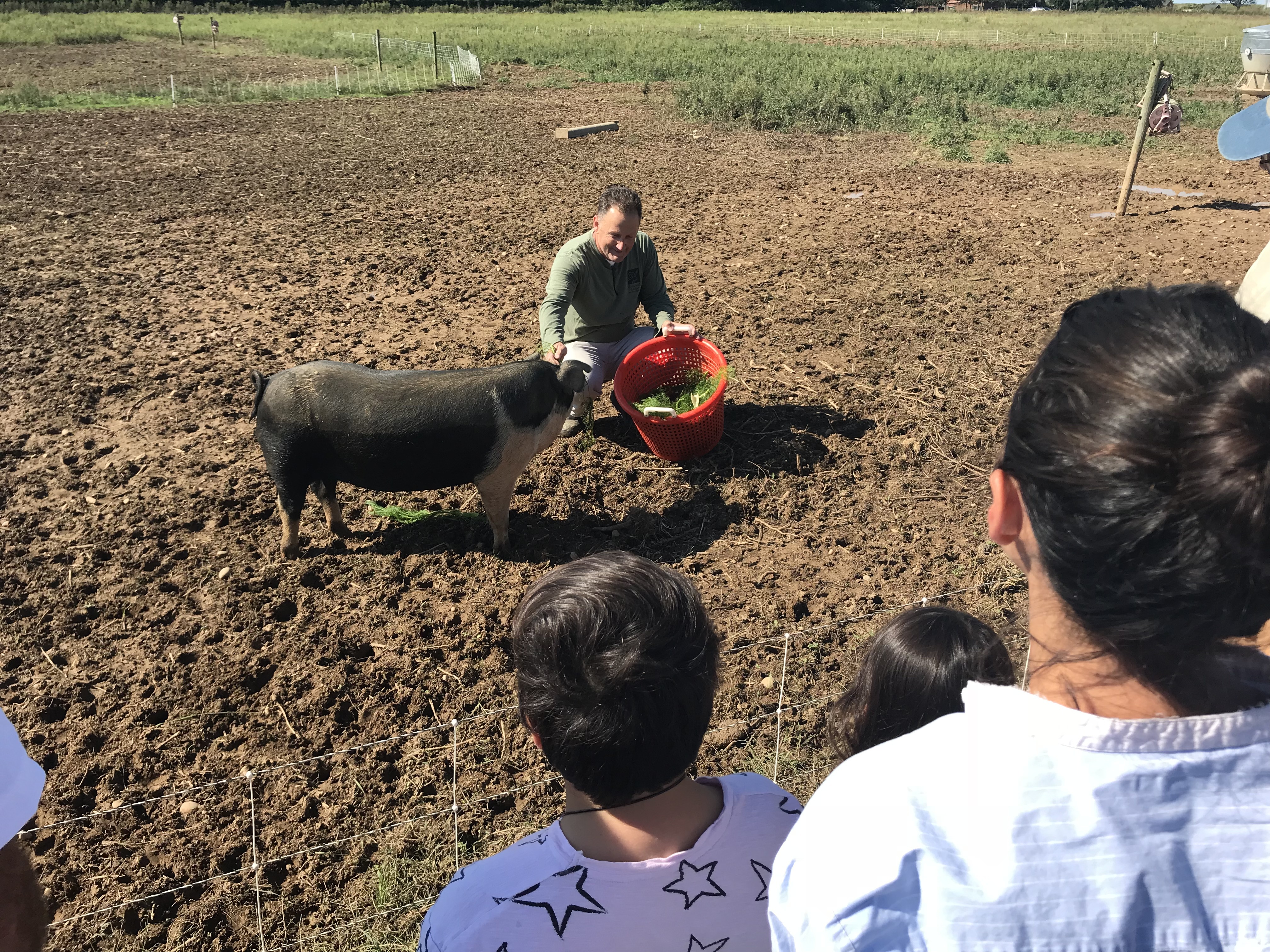 Pig demonstration at 8 Hands Farm