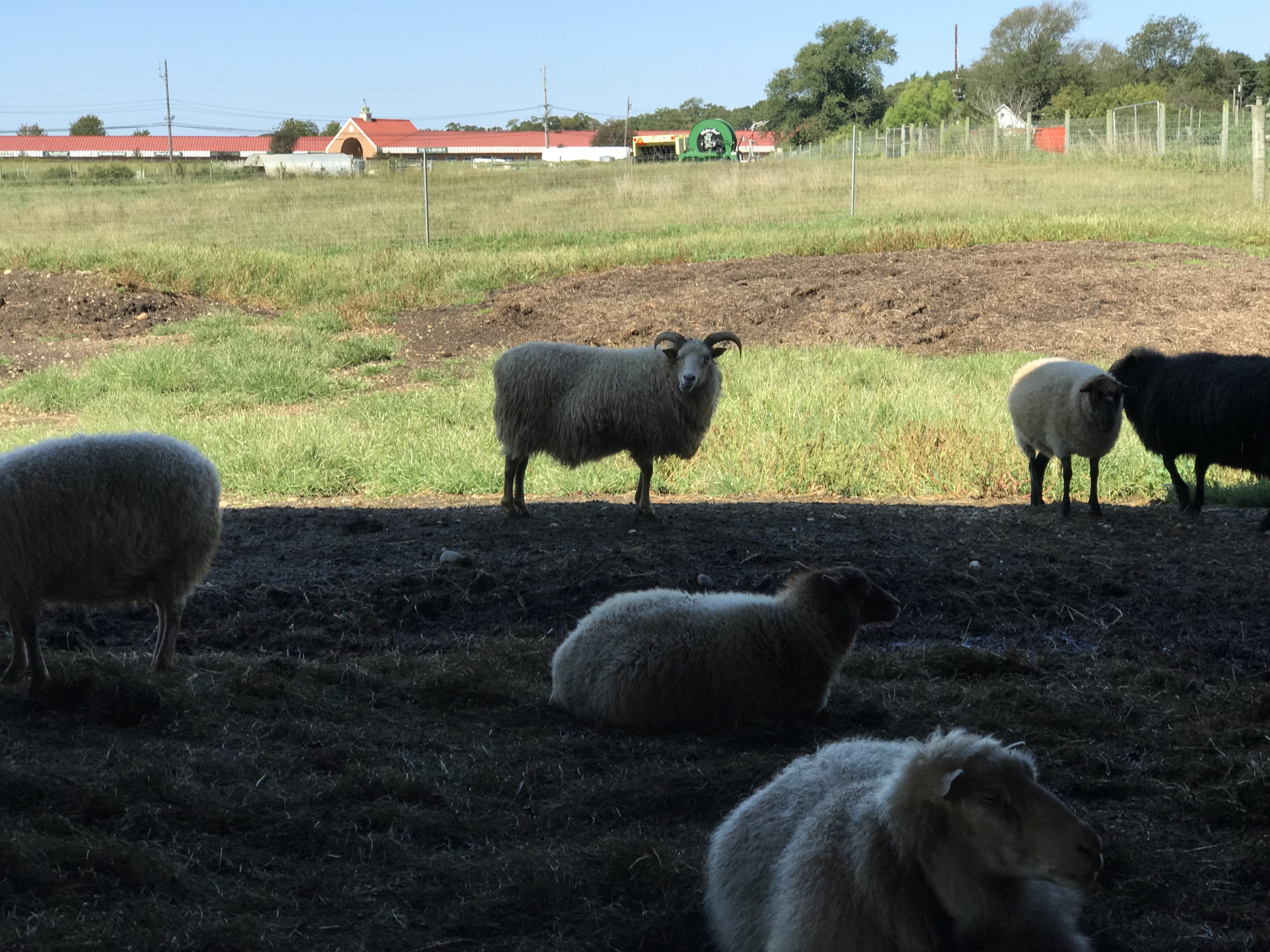 Sheep at 8 Hands Farm
