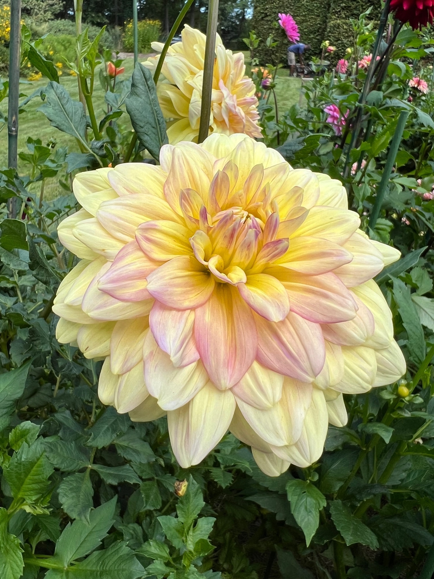 yellow and pink dahlia