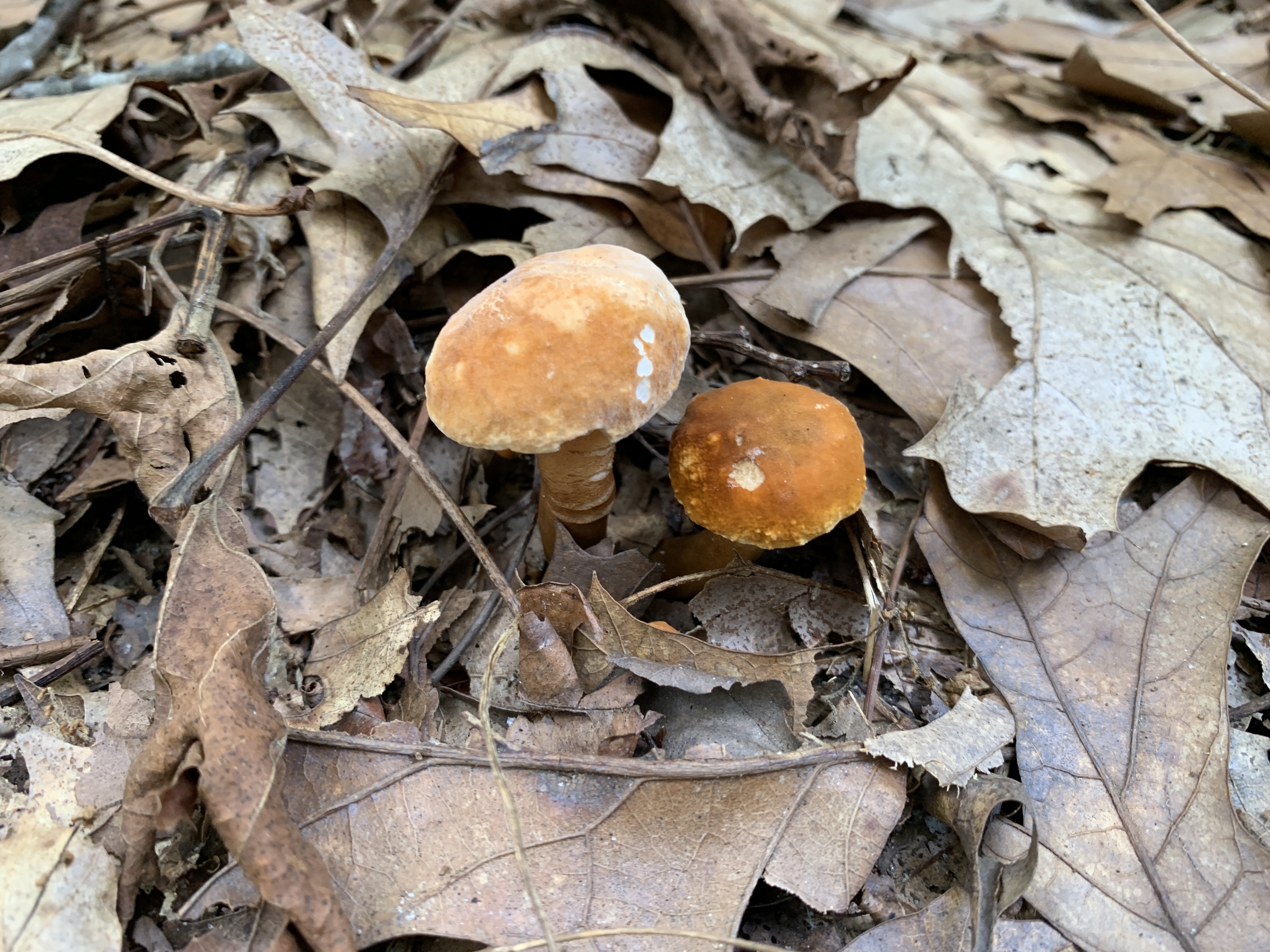 mushrooms among leaves