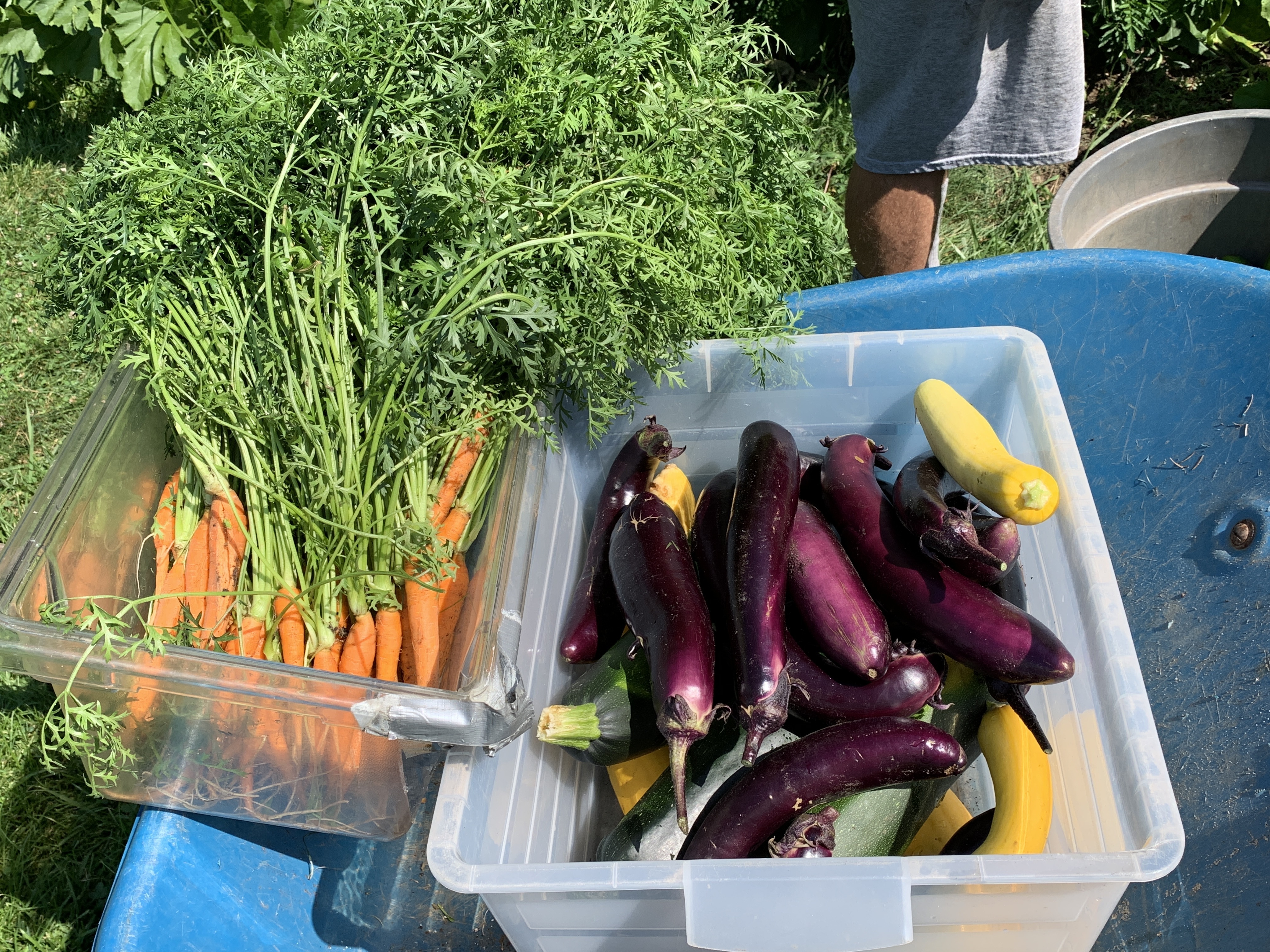 Freshly picked carrots and eggplants