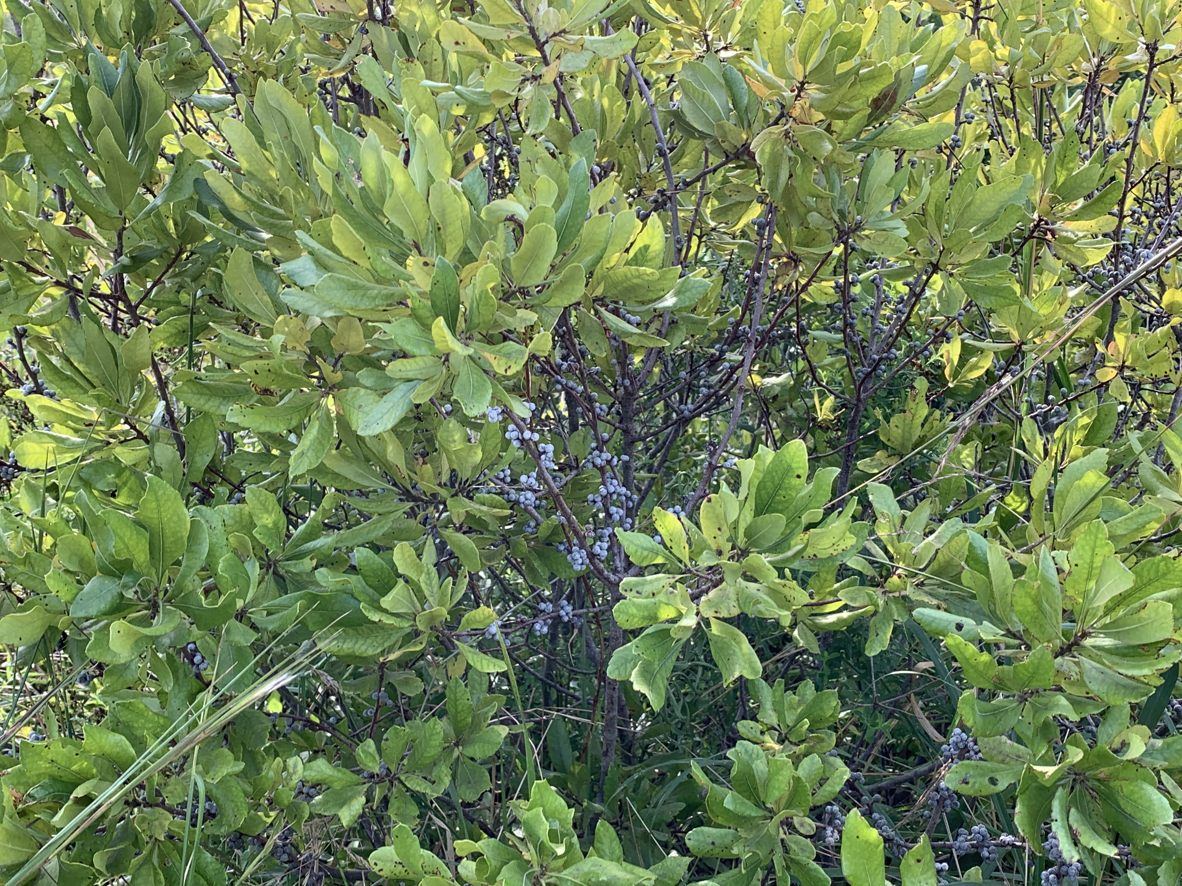 Bayberry bush