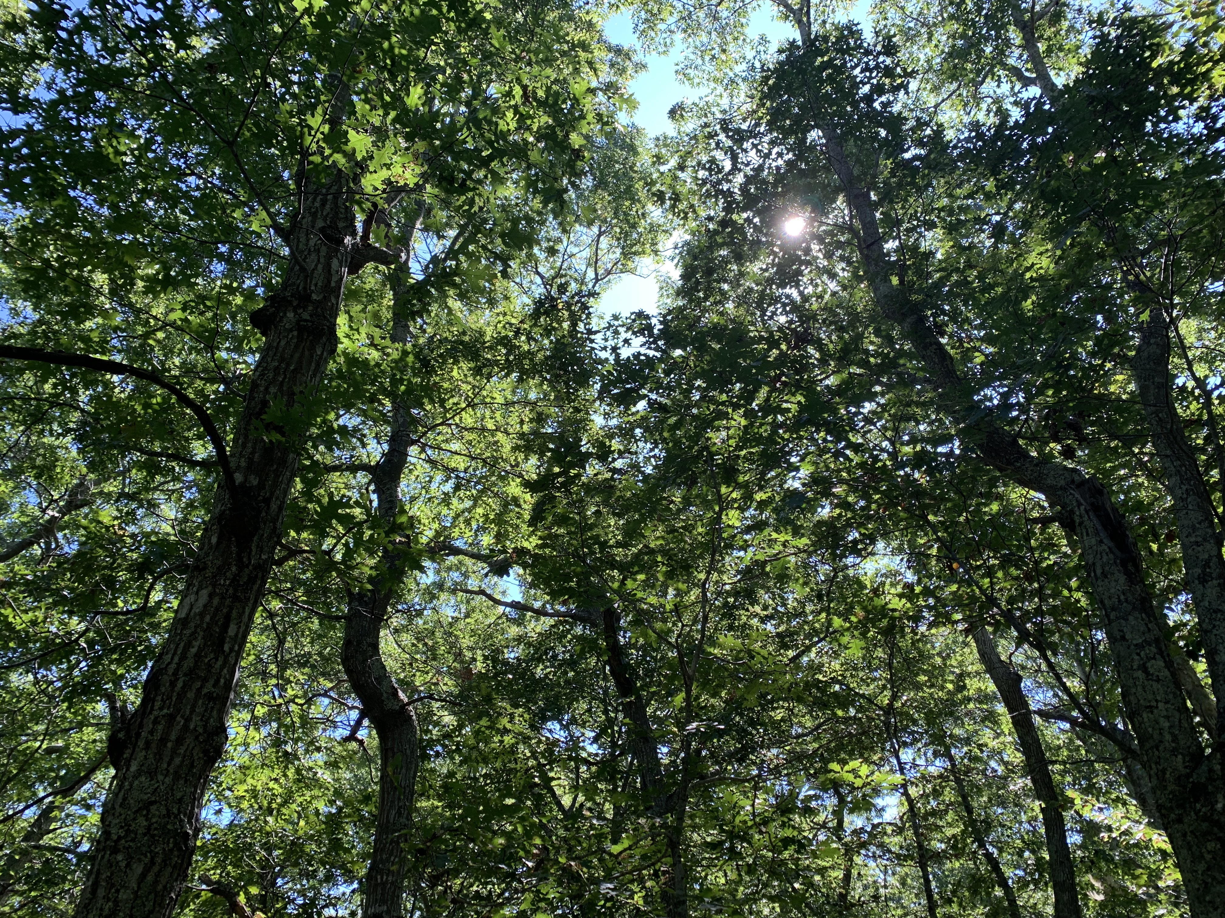 Tree canopy at Elliston Family Preservation