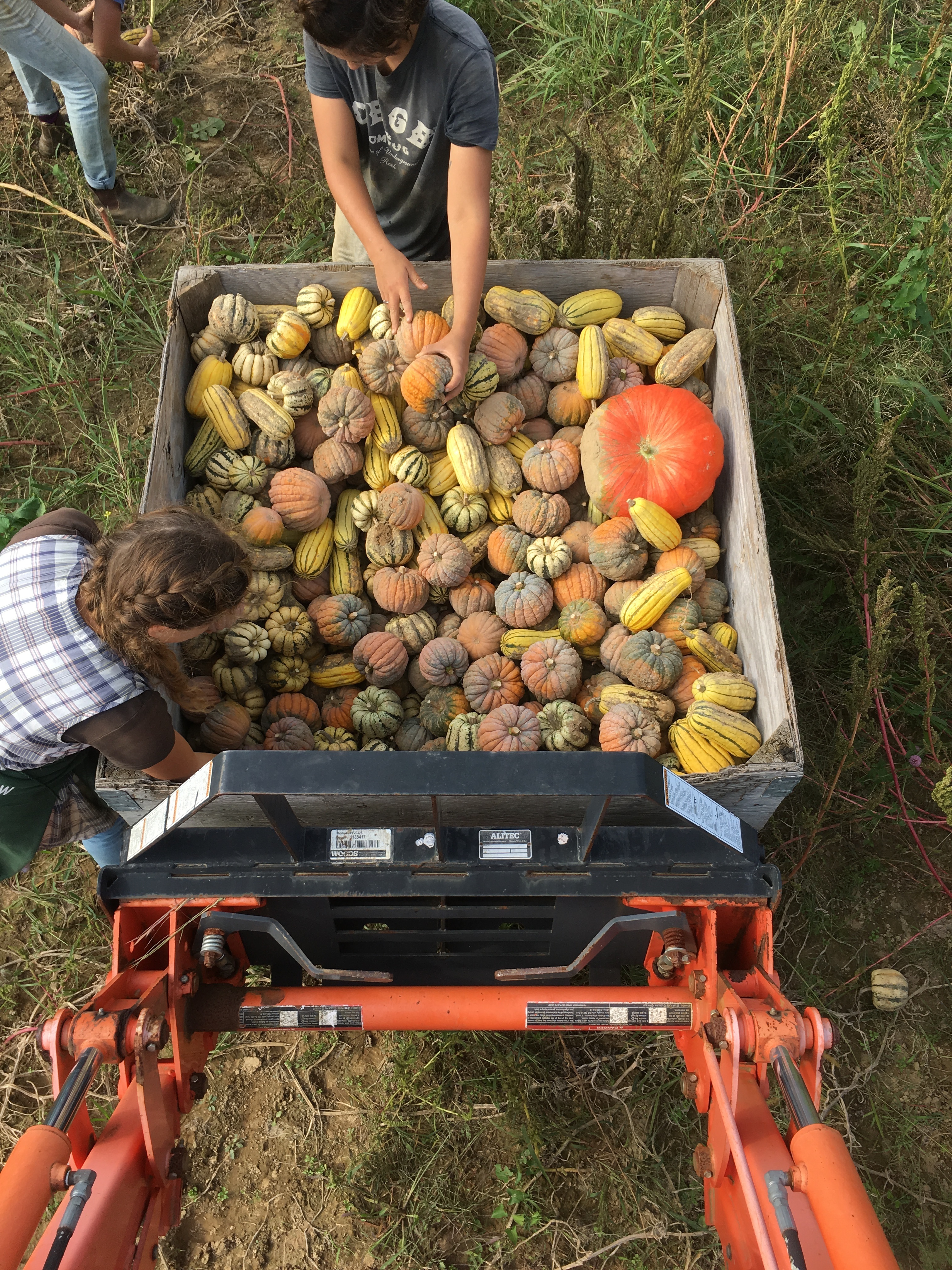 Pumpkins