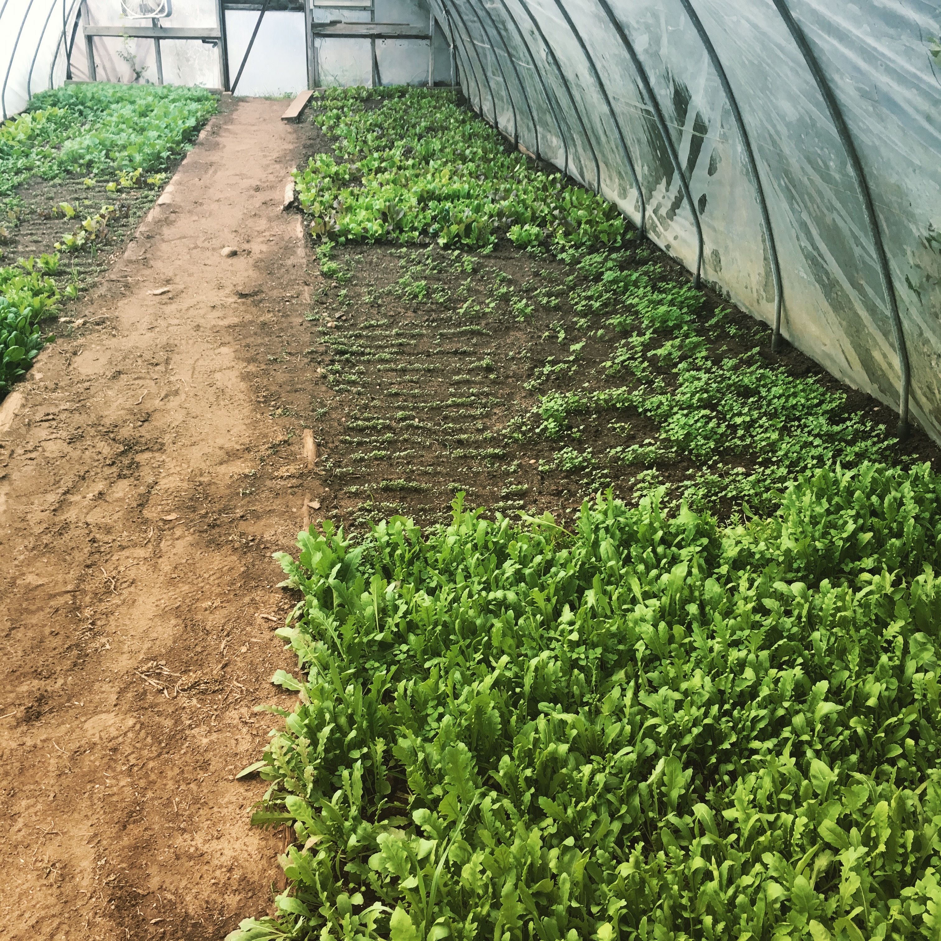 Greens in Greenhouse