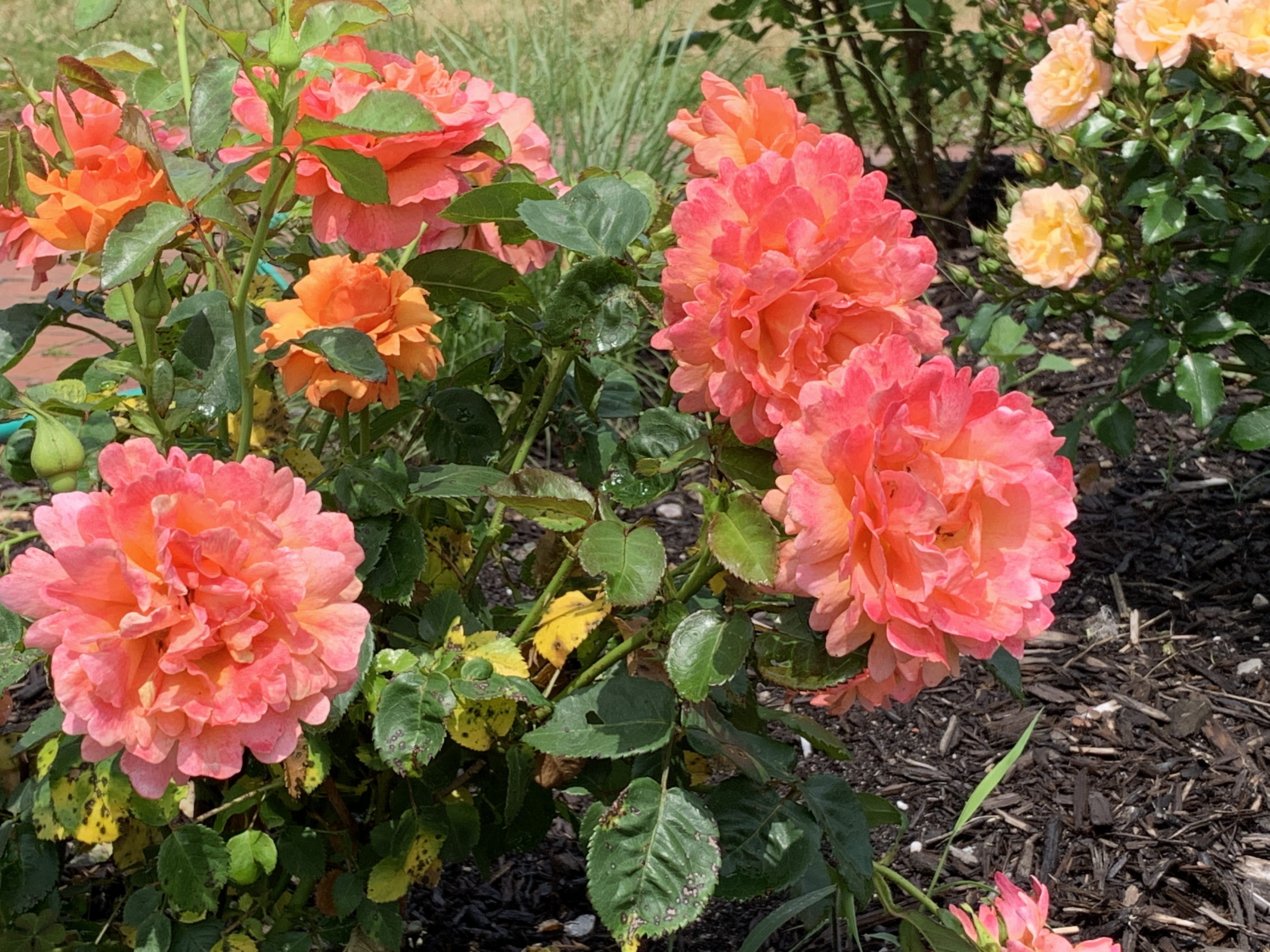 salmon-orange roses