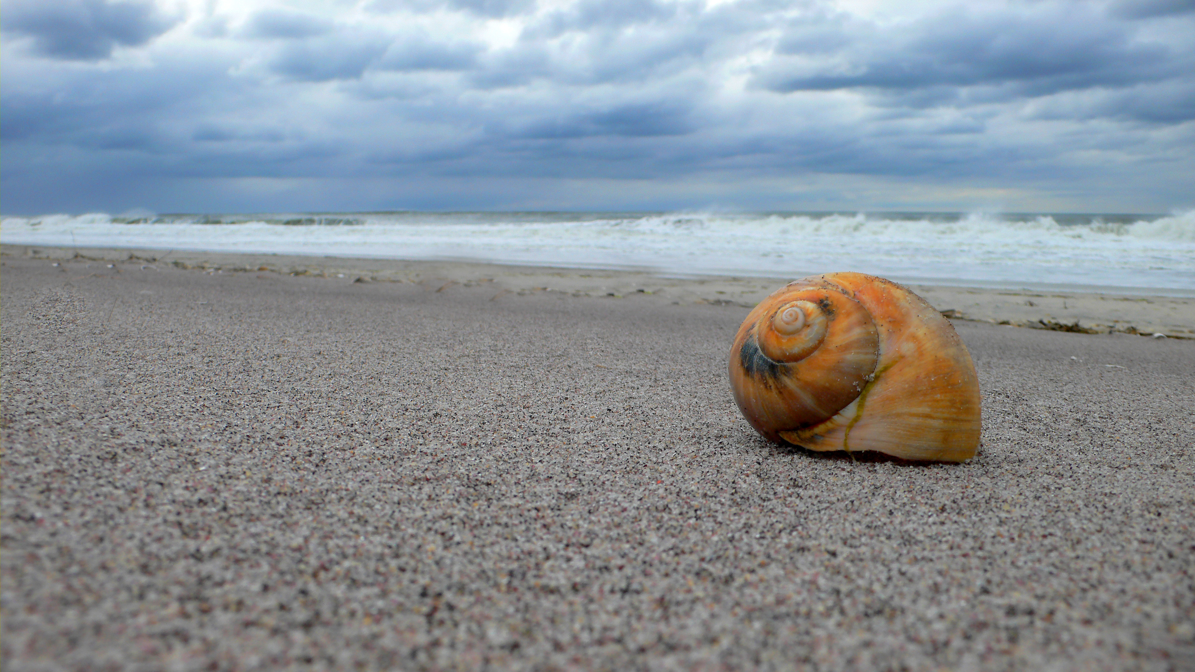 seashell on the ocean beach