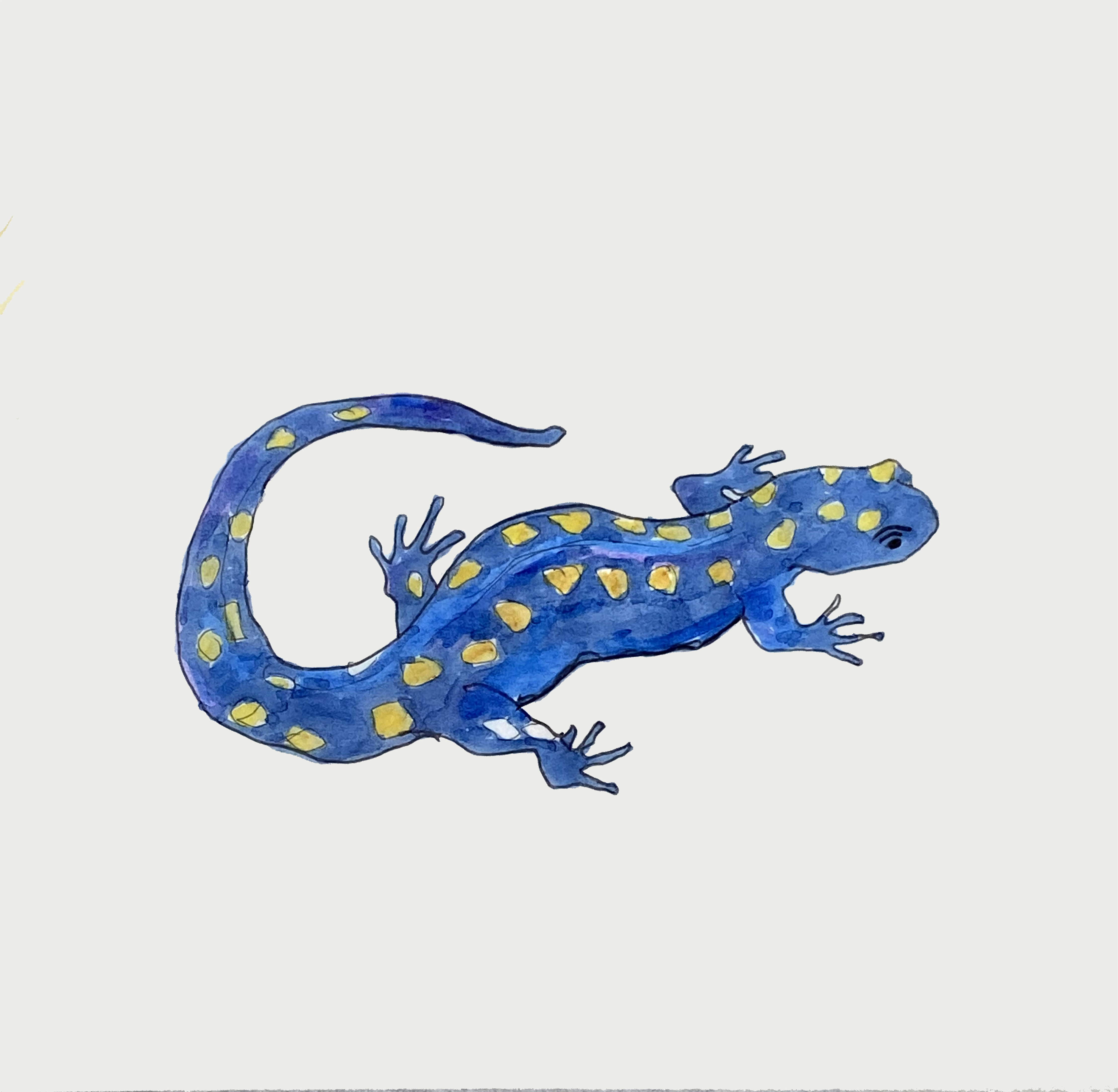 salamander 2.0