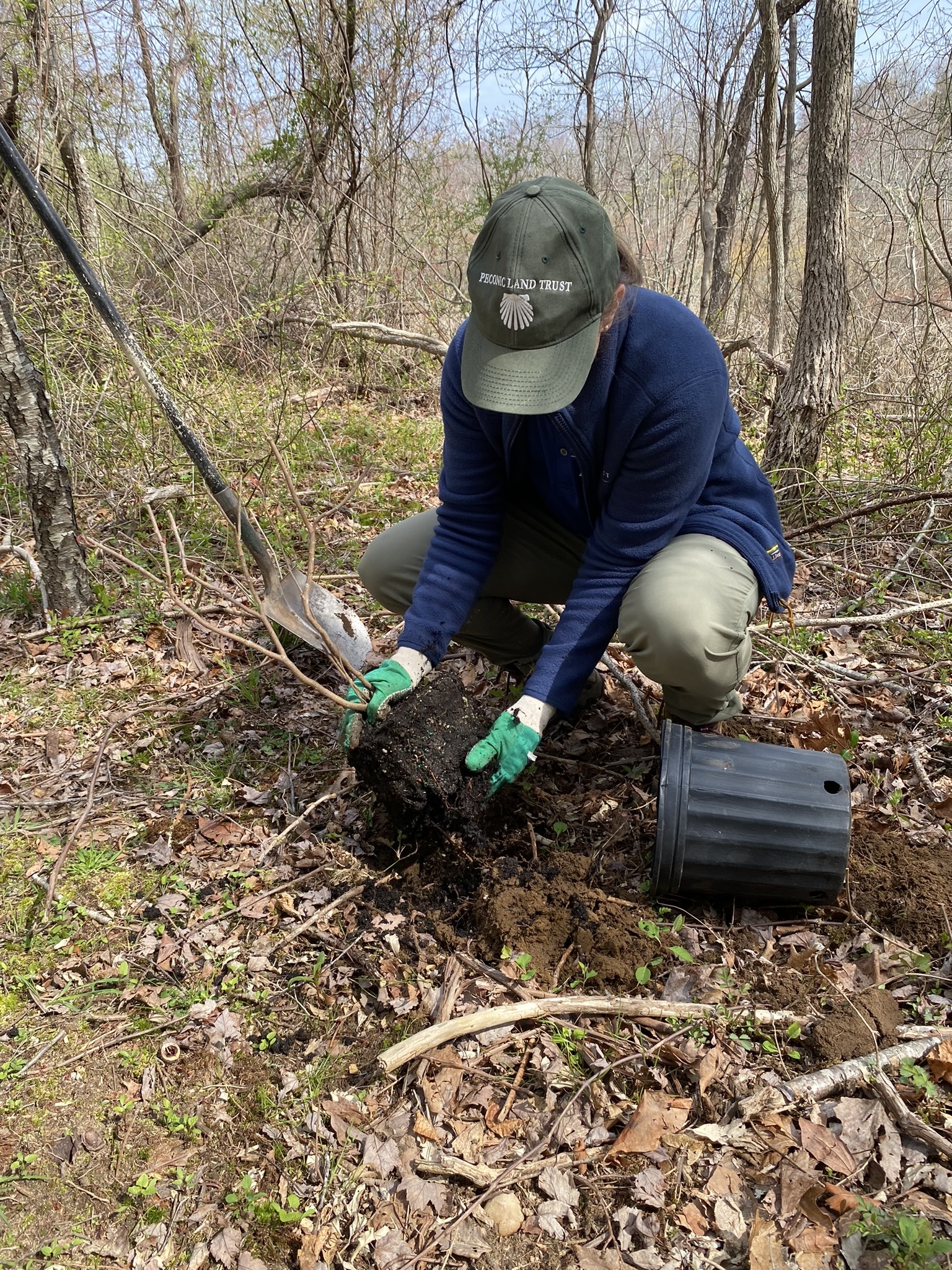 Native tree planting Wolf Preserve