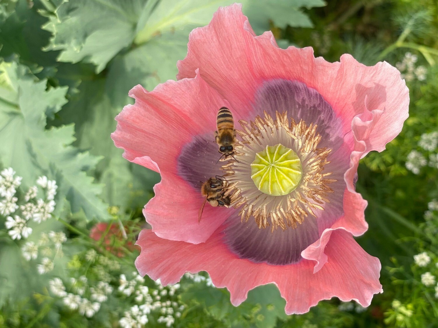 Bees gathering nectar from a poppy in the herb garden