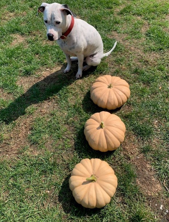Pumpkins and a dog
