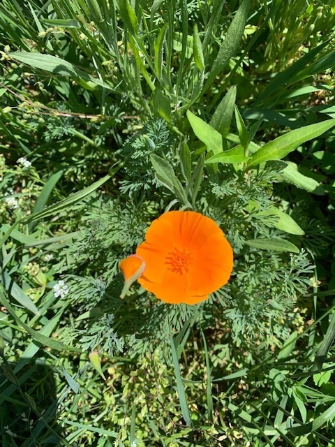 QHF Orange Bloom
