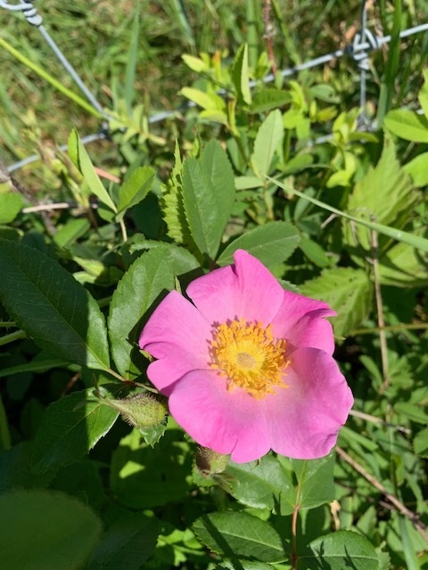QHF Pink Bloom