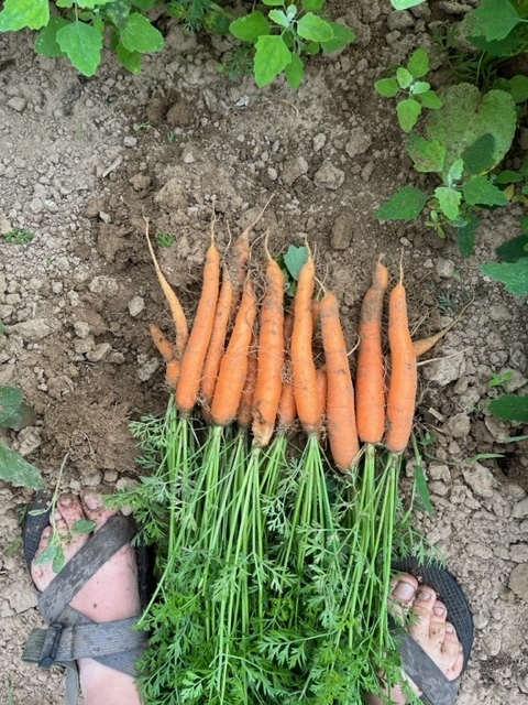 QHF carrots