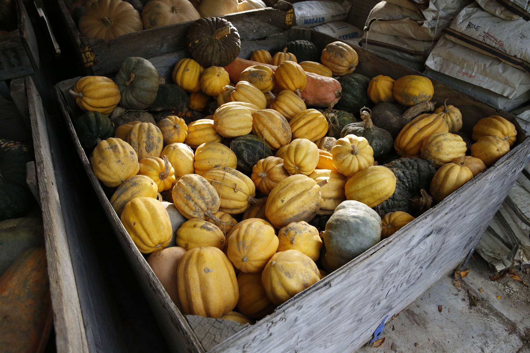 Gourds at Quail Hill Farm