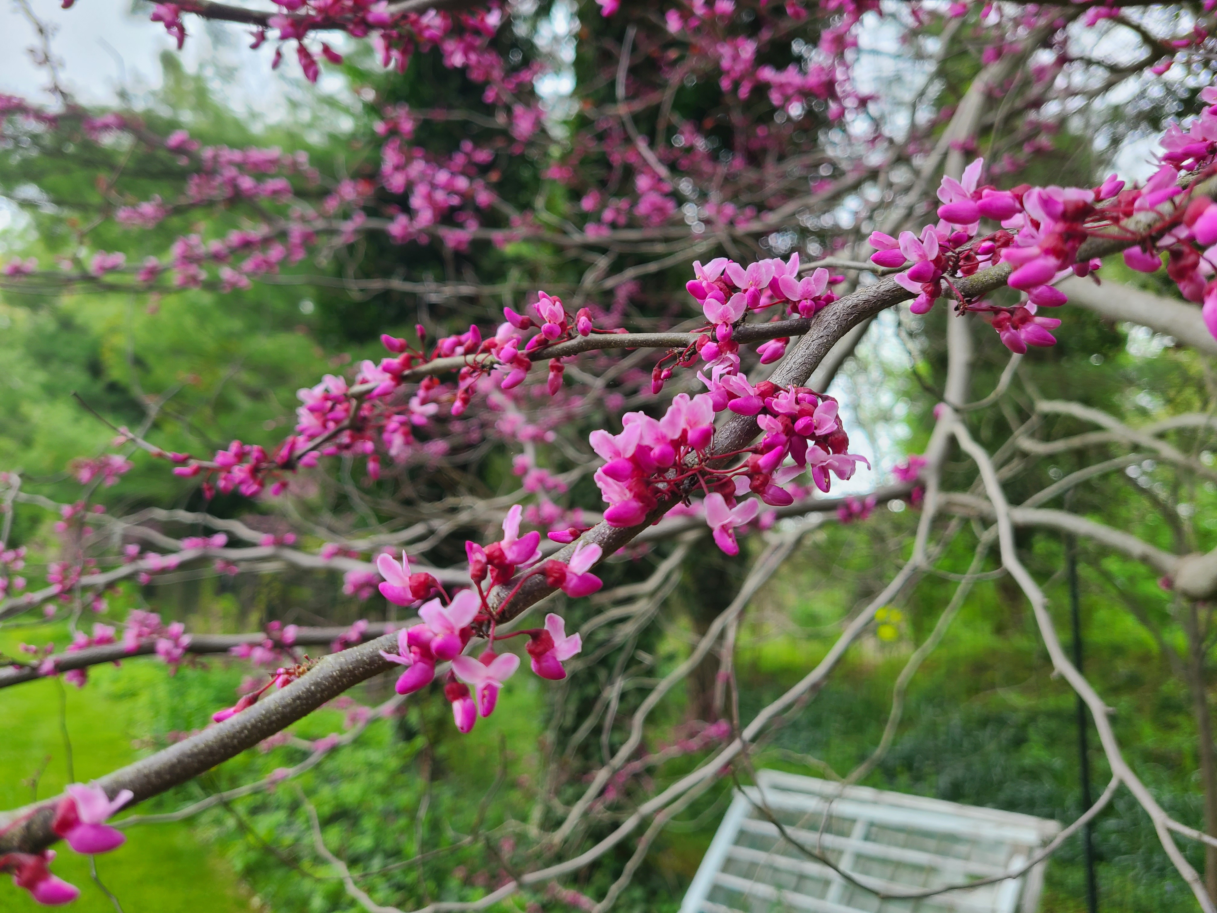 Redbud Tree in bloom