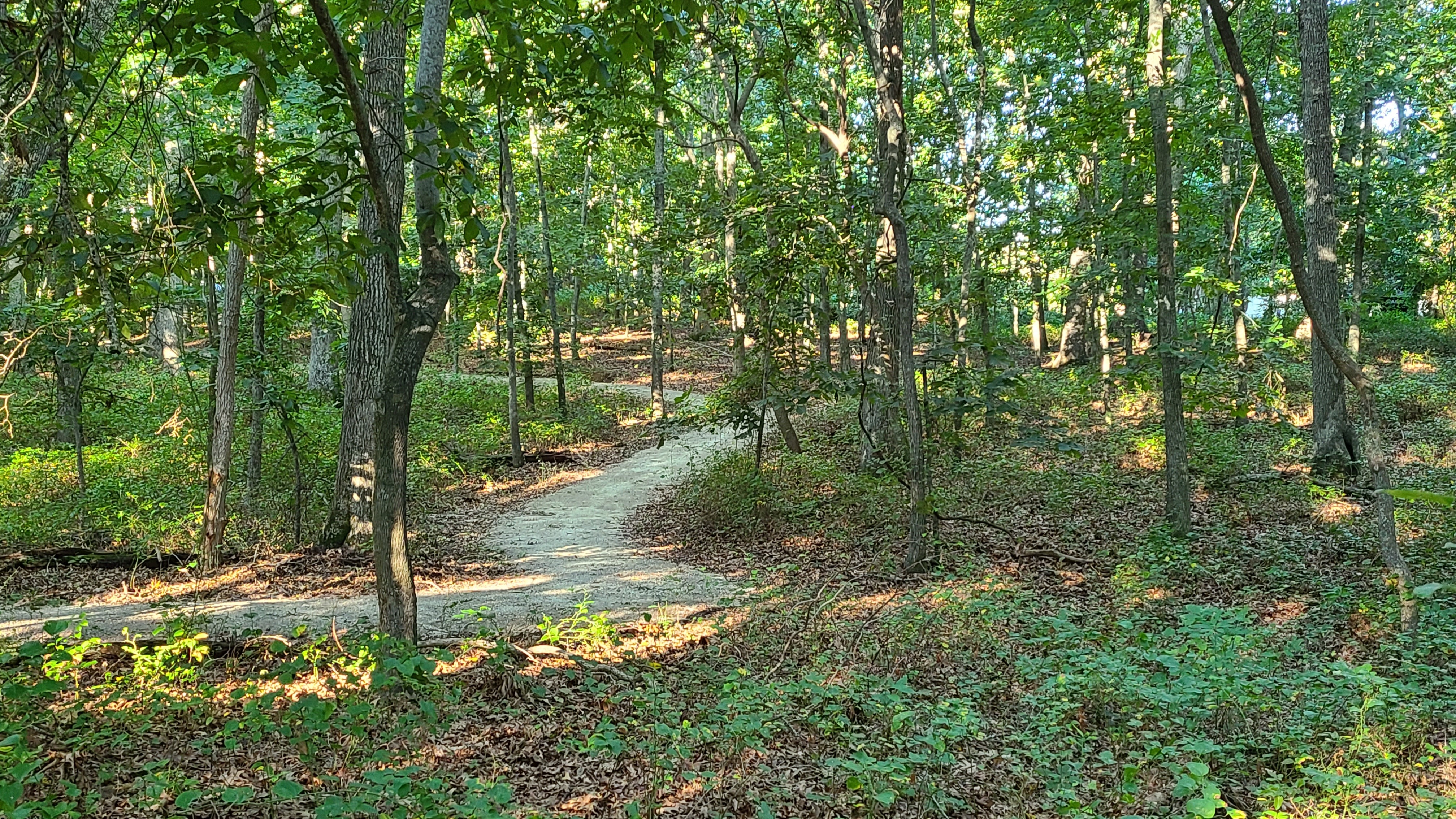 Reese Trail wooded