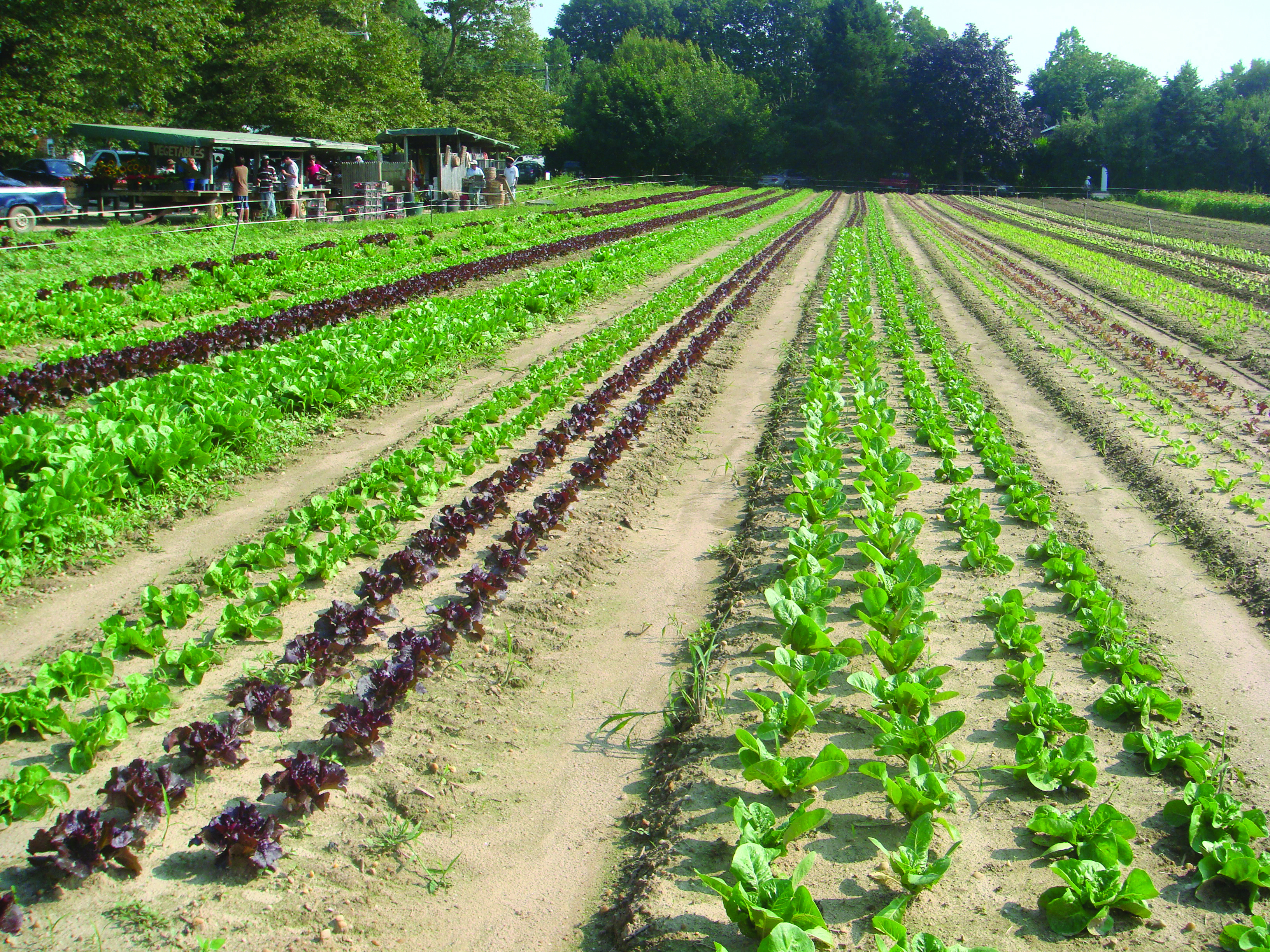 Rows of Lettuce at Pike Farms