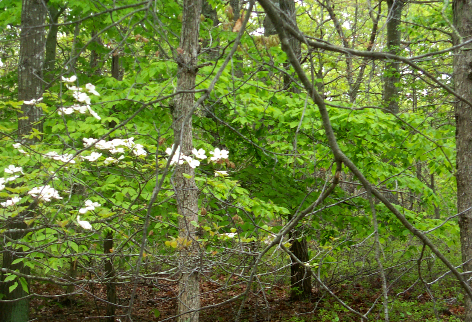 Green foliage at the Silver Beech Preserve