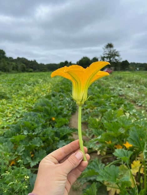 Squash Blossom