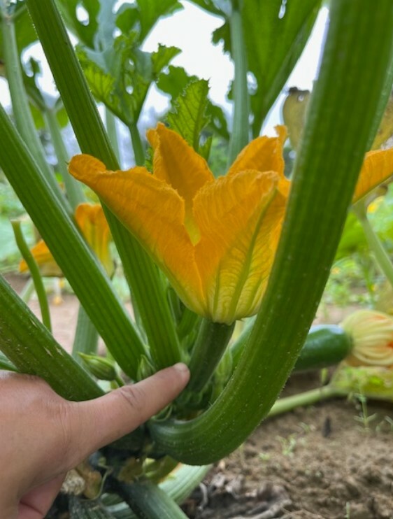 Squash flower