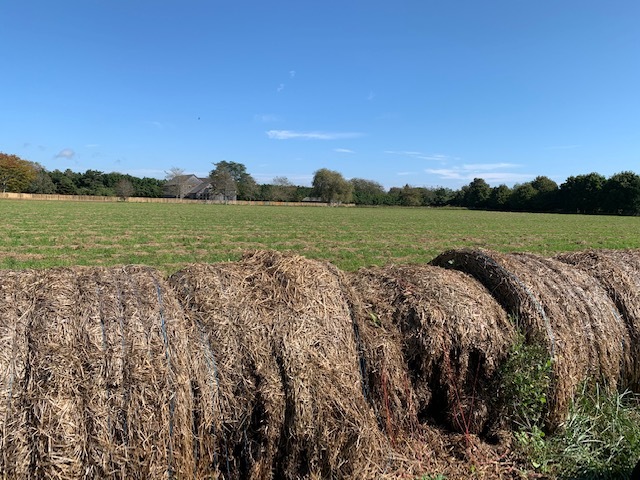 hay at Sutton Hoo