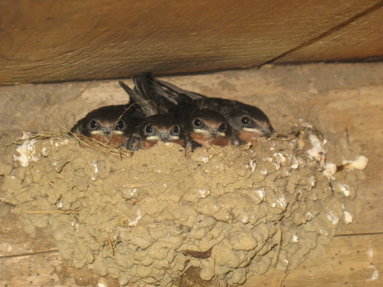 Swallows in barn