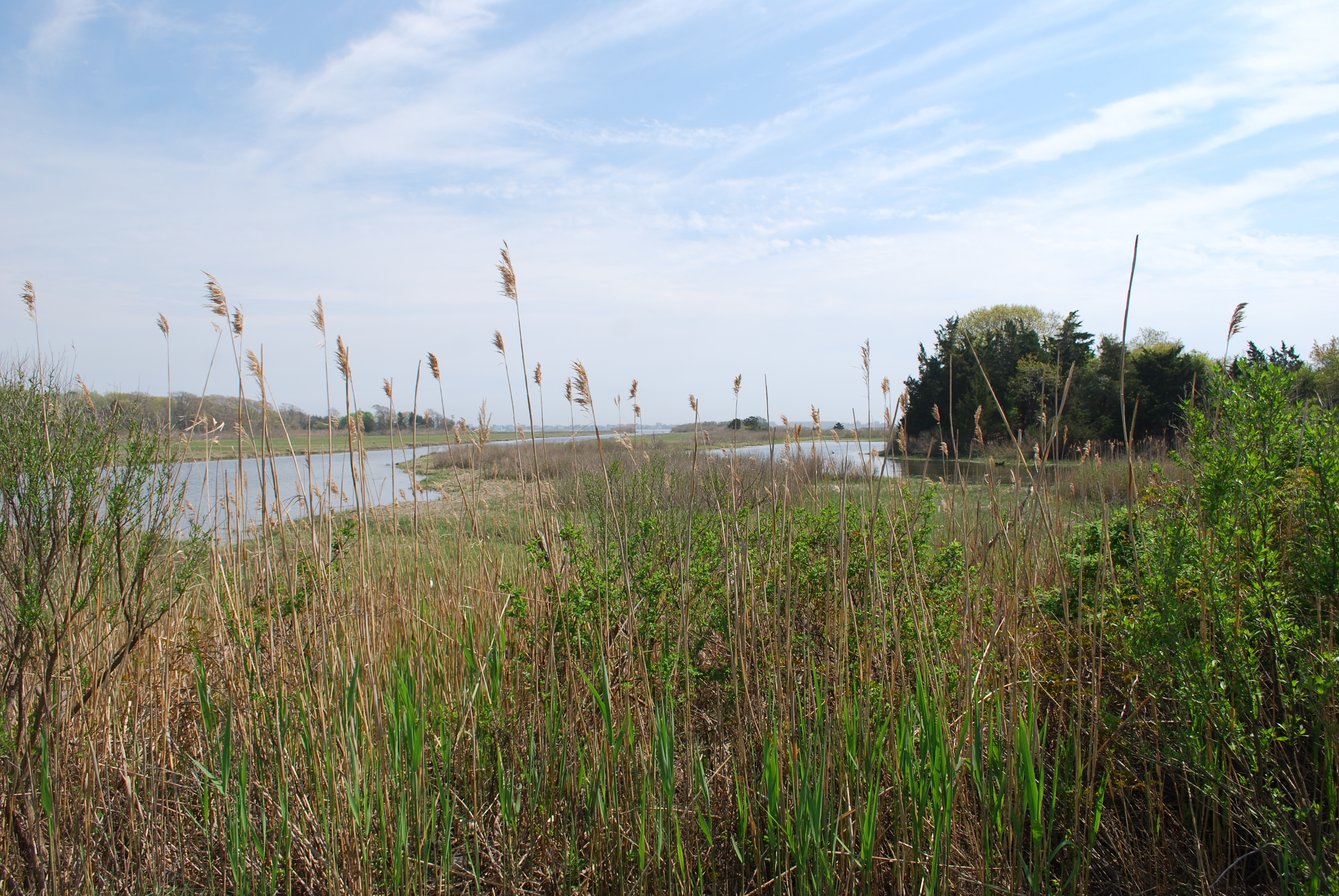 Water and marsh at Tanners Neck