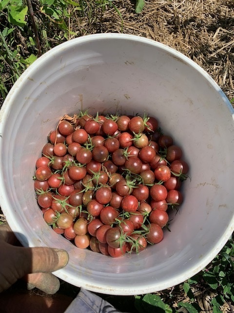 Tomatoes in bucket 1