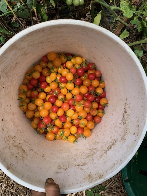 Tomatoes in bucket 2