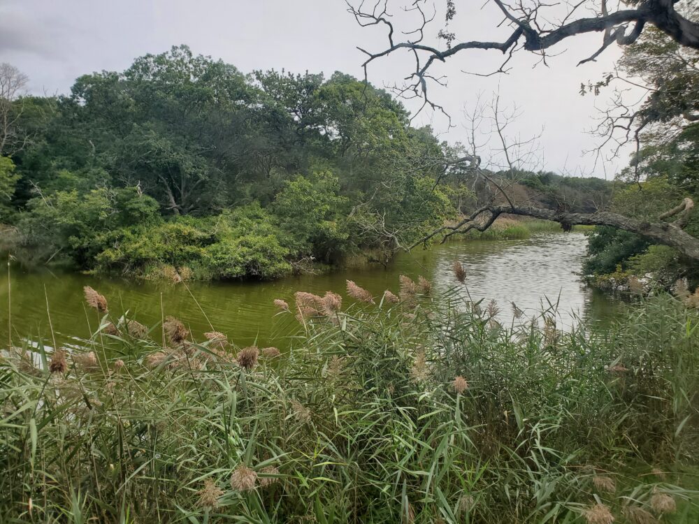 View of Georgica Pond from the preserve