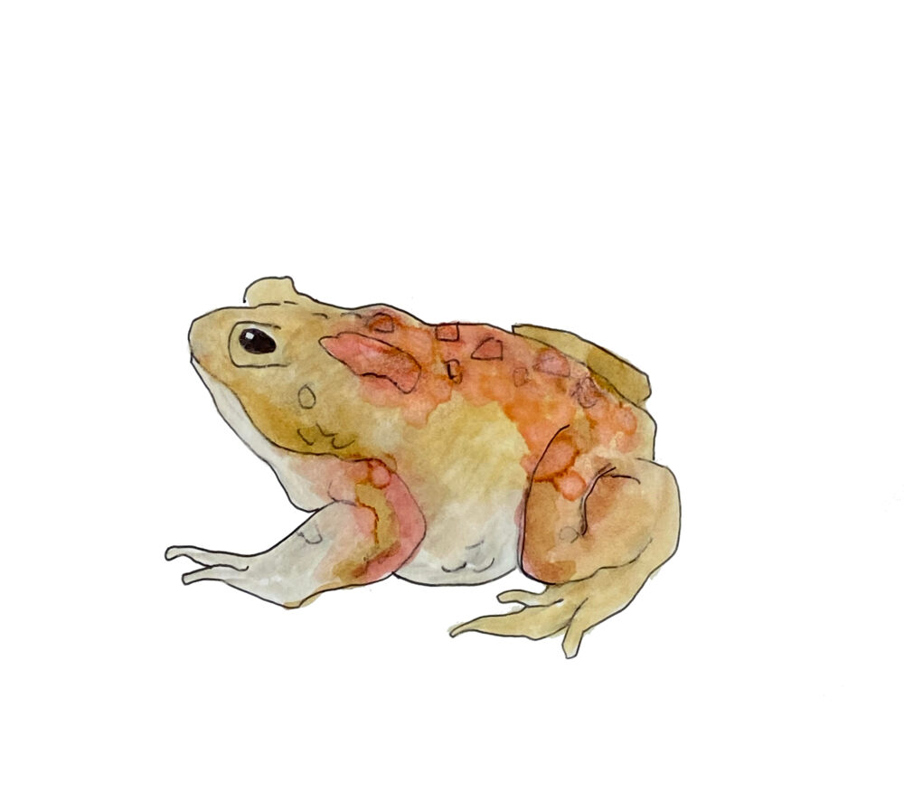 American Toad Sketch