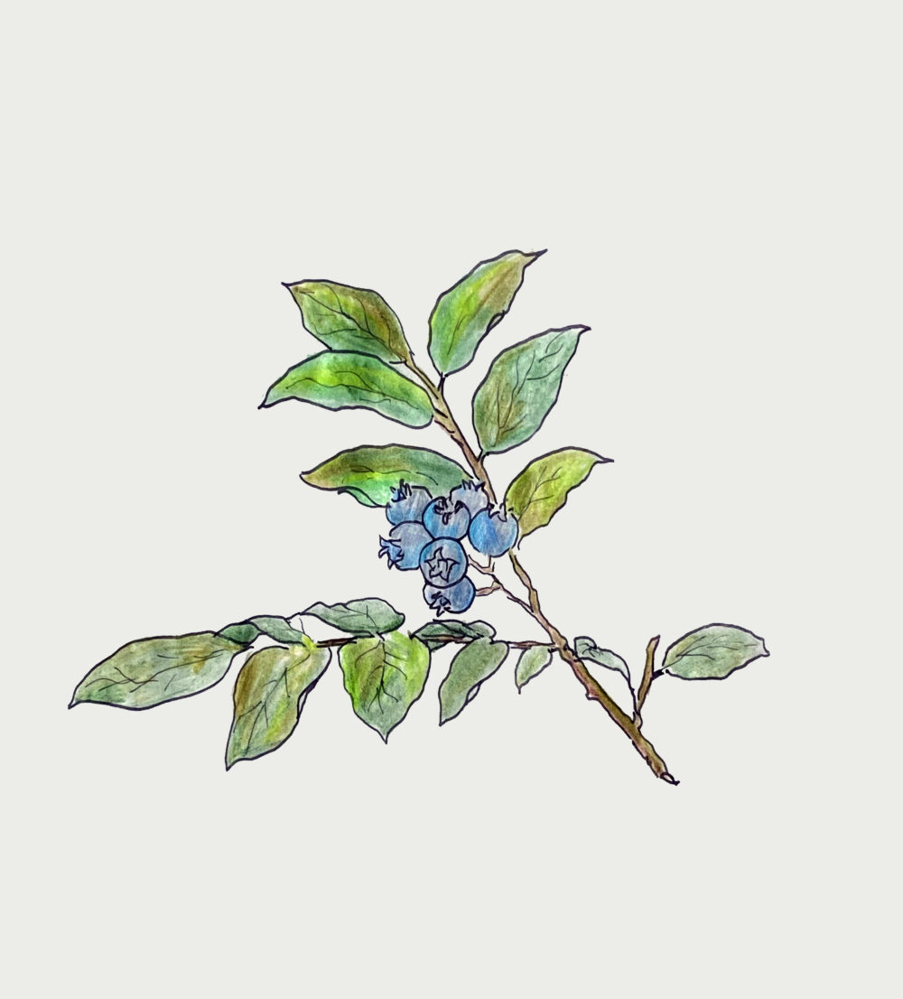 Blueberry sketch