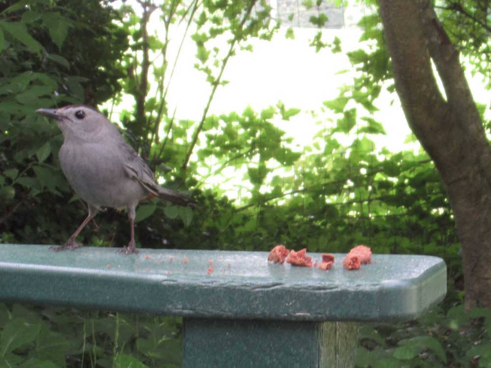 Catbird on next chair deciding which cookie crumb to eat 5